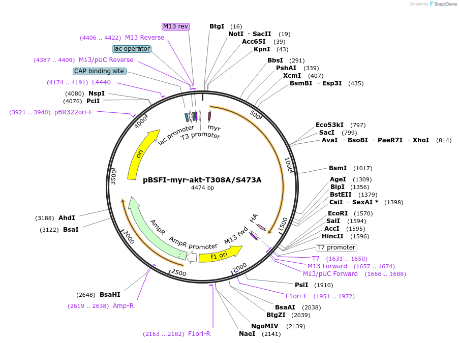 49191-plasmid-map-sequence-id-72750