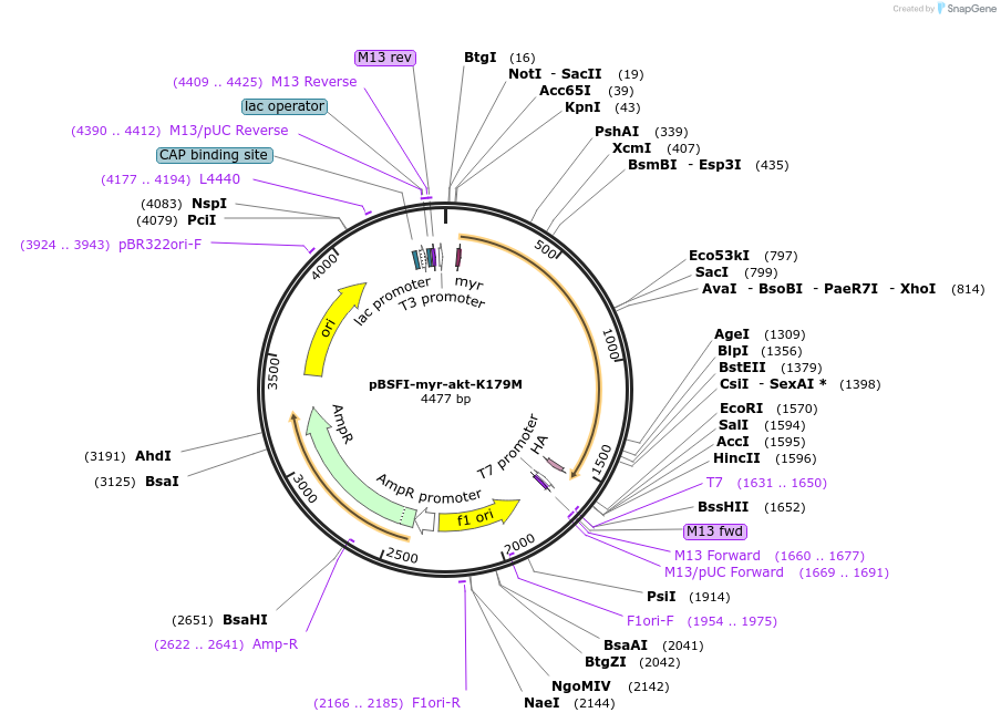 49188-plasmid-map-sequence-id-72751
