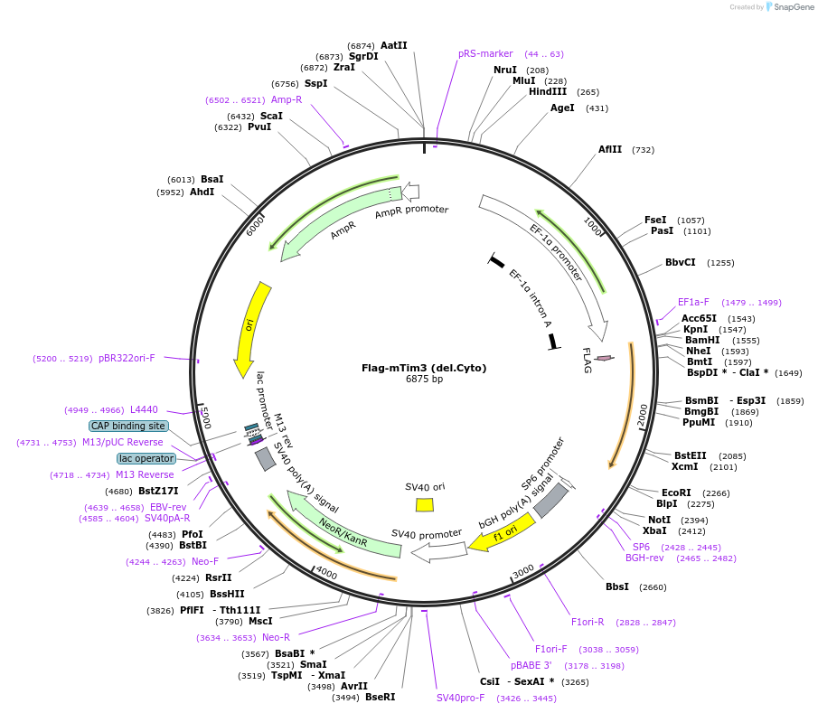 49209-plasmid-map-sequence-id-72767