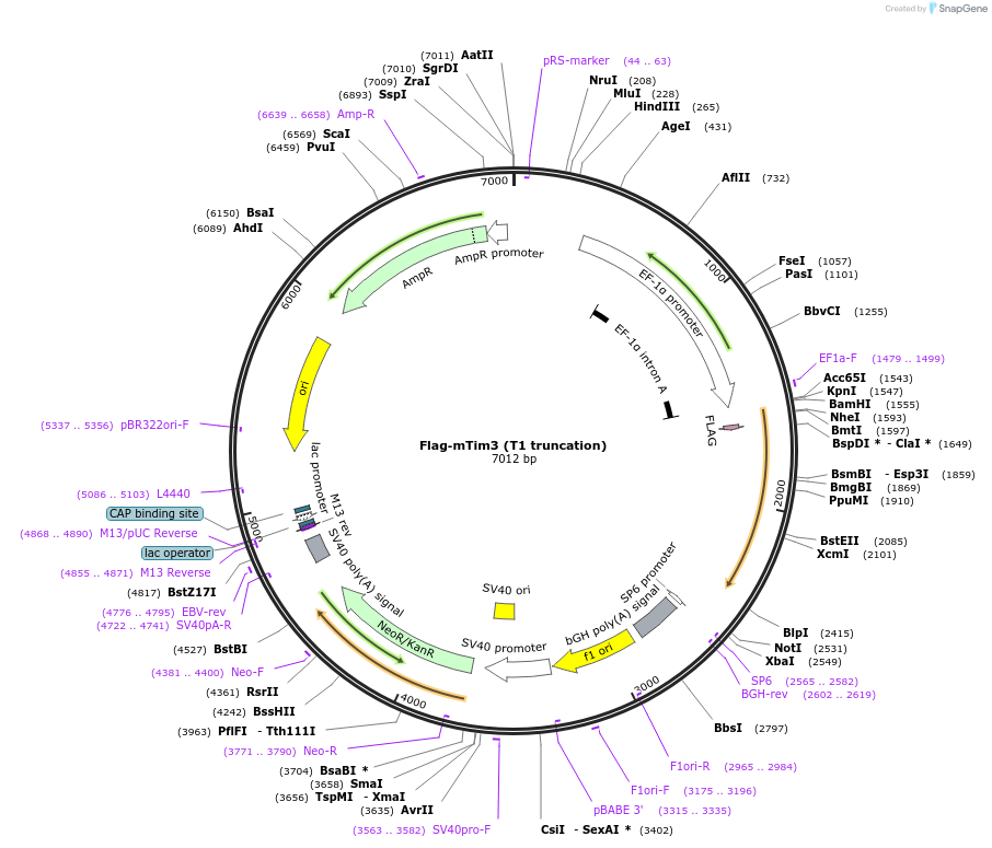 49210-plasmid-map-sequence-id-72768