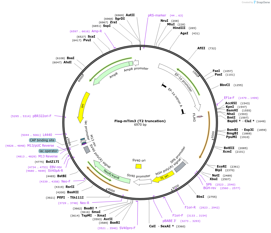 49211-plasmid-map-sequence-id-72769