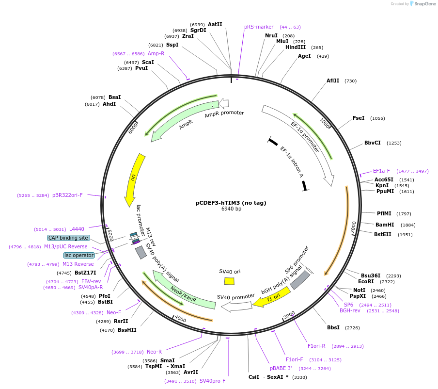 49212-plasmid-map-sequence-id-72770