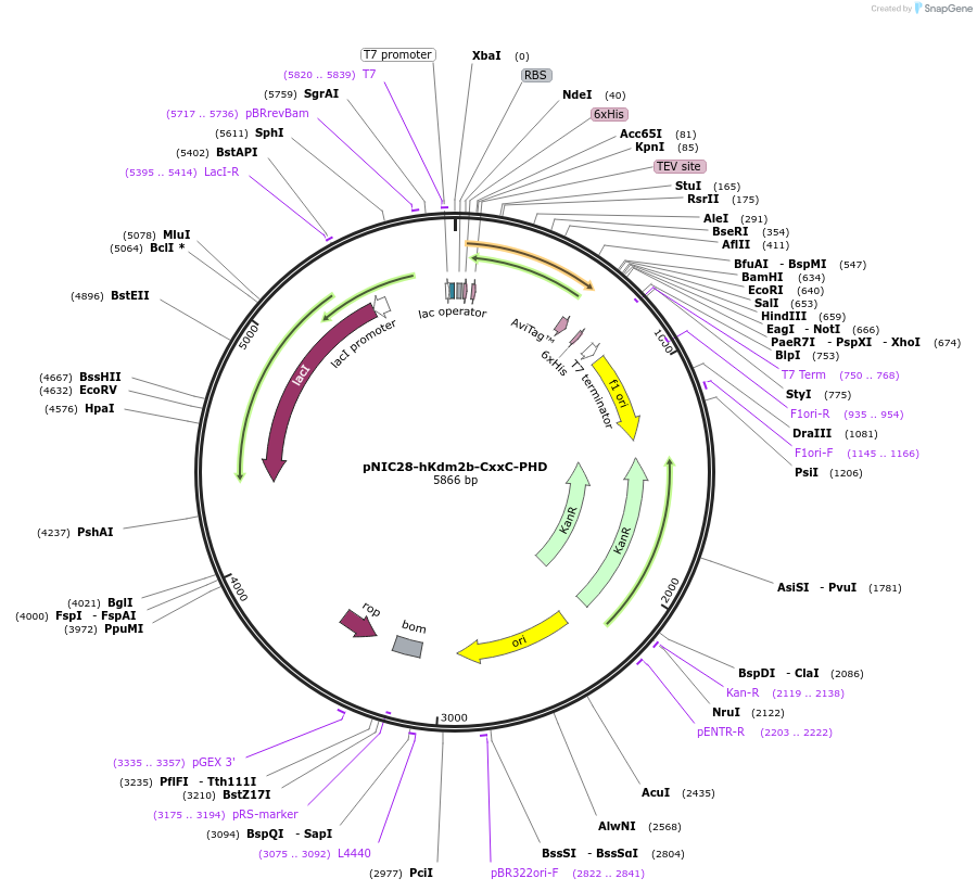 49216-plasmid-map-sequence-id-72771