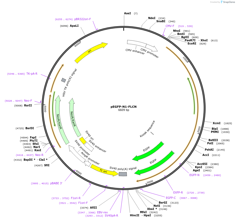49173-plasmid-map-sequence-id-72795