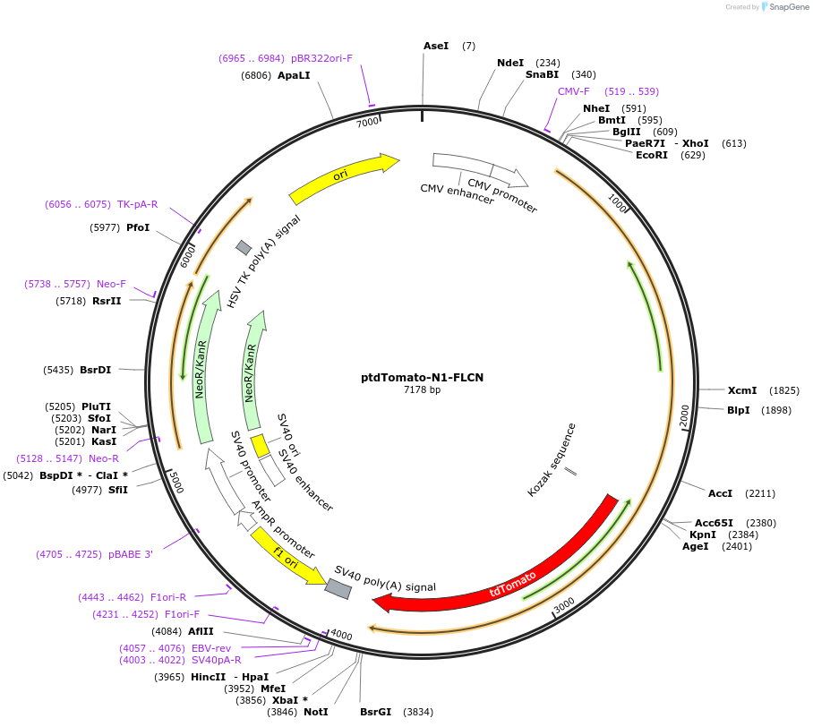 49174-plasmid-map-sequence-id-72800