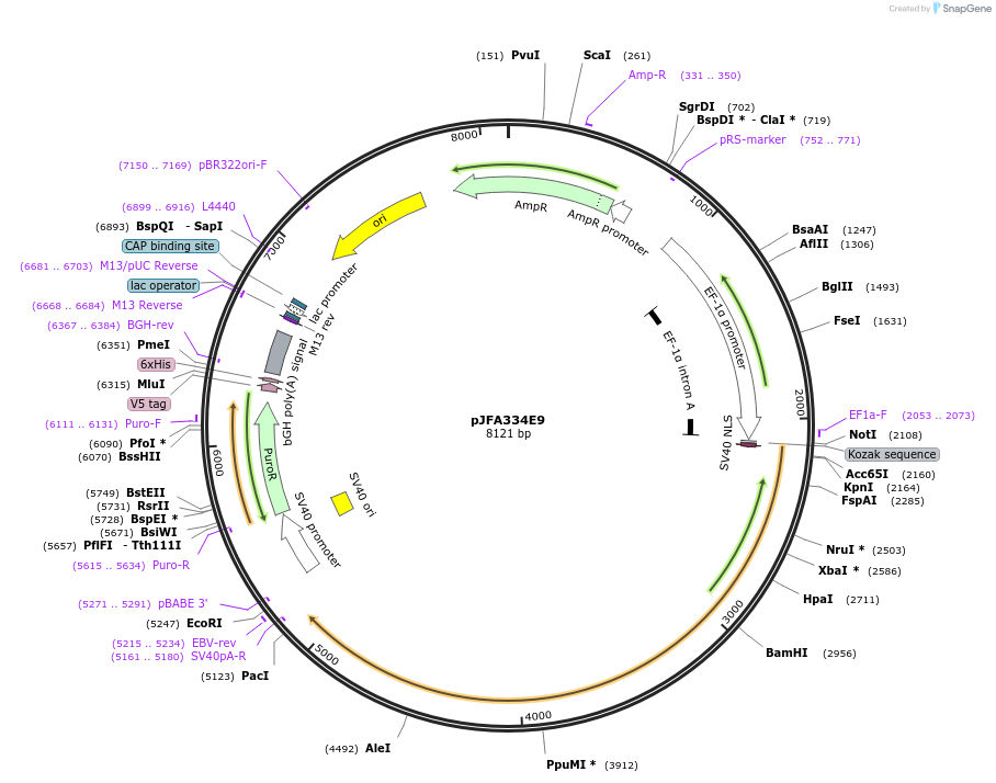 49237-plasmid-map-sequence-id-72803