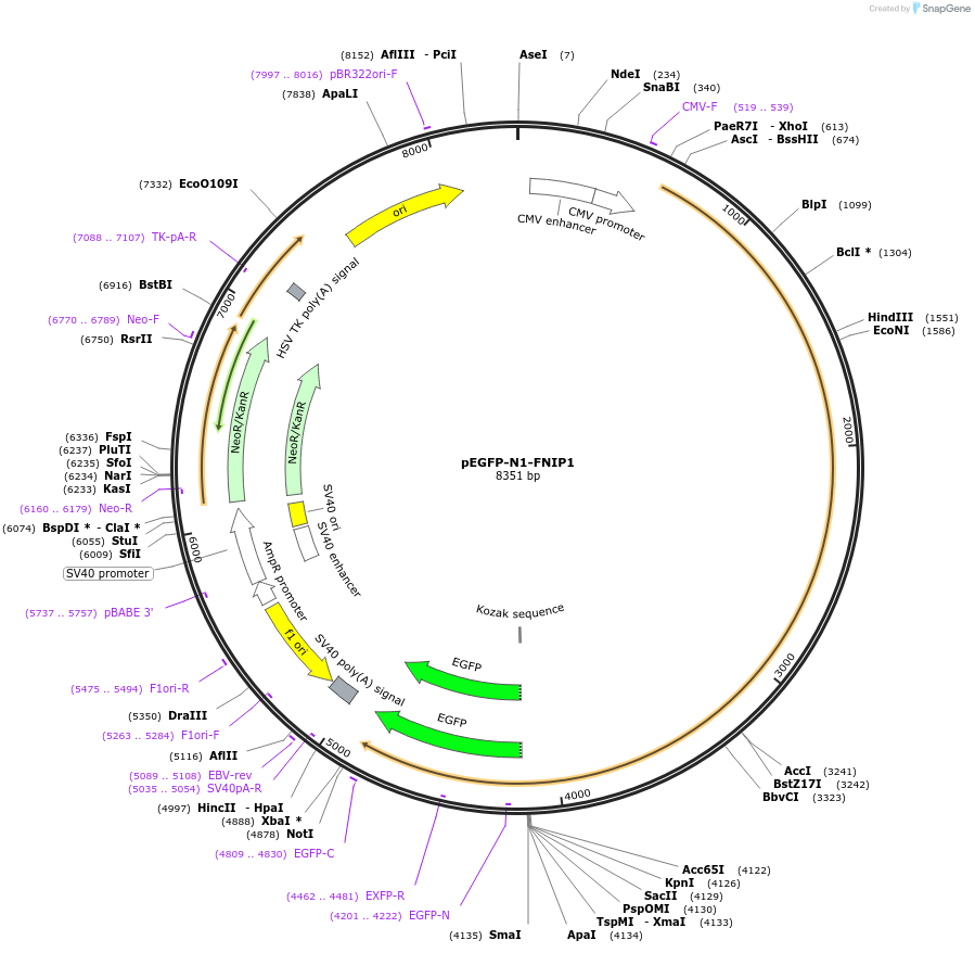 49175-plasmid-map-sequence-id-72804
