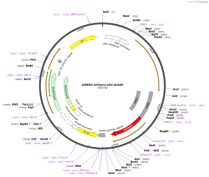 49243-plasmid-map-sequence-id-72825