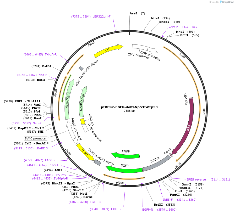 49244-plasmid-map-sequence-id-72827