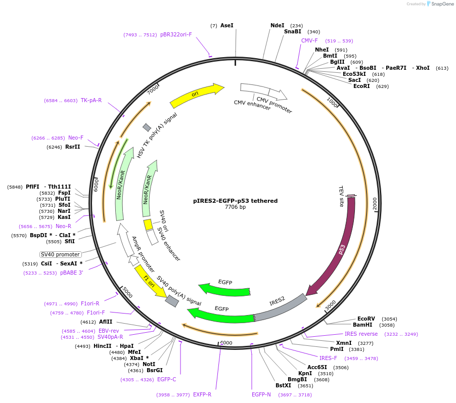 49245-plasmid-map-sequence-id-72829