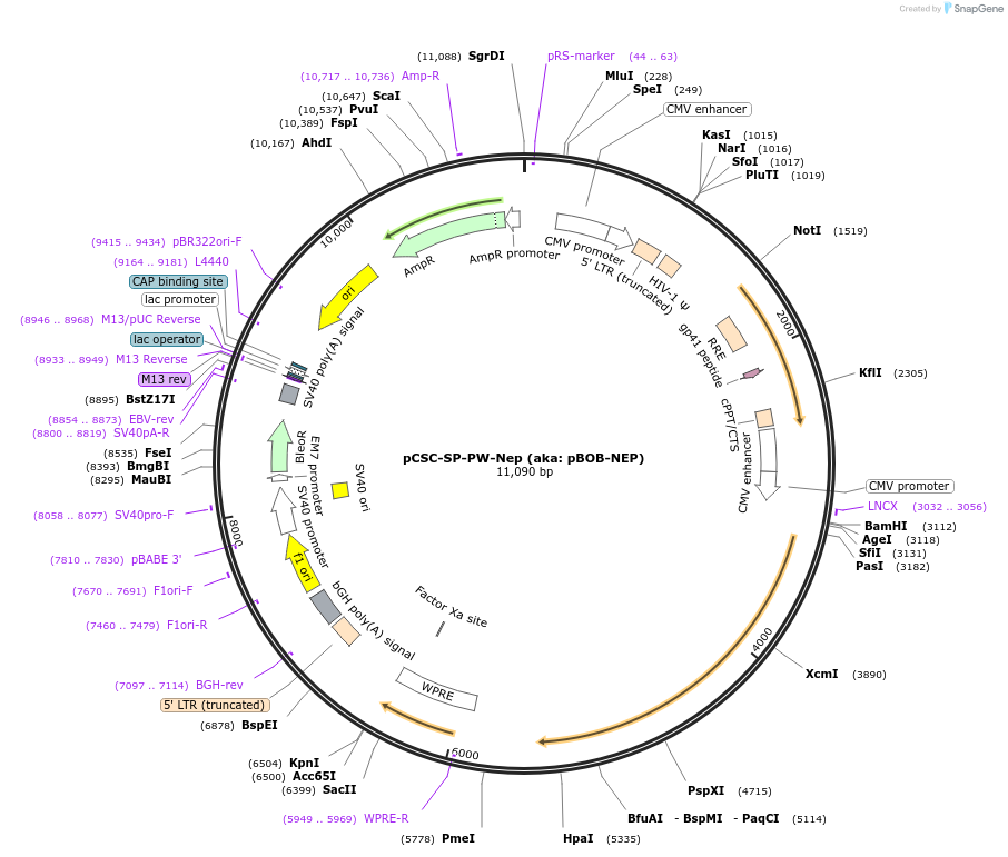 12338-plasmid-map-sequence-id-7283