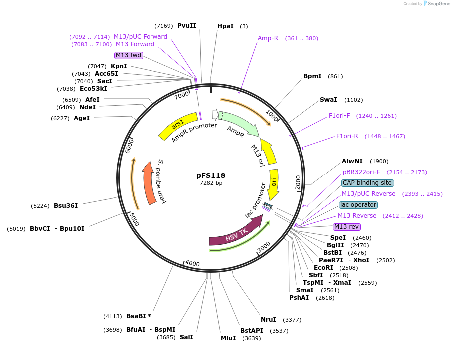 12378-plasmid-map-sequence-id-7287