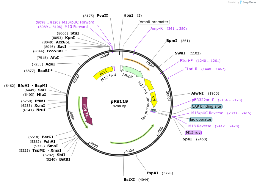 12379-plasmid-map-sequence-id-7288