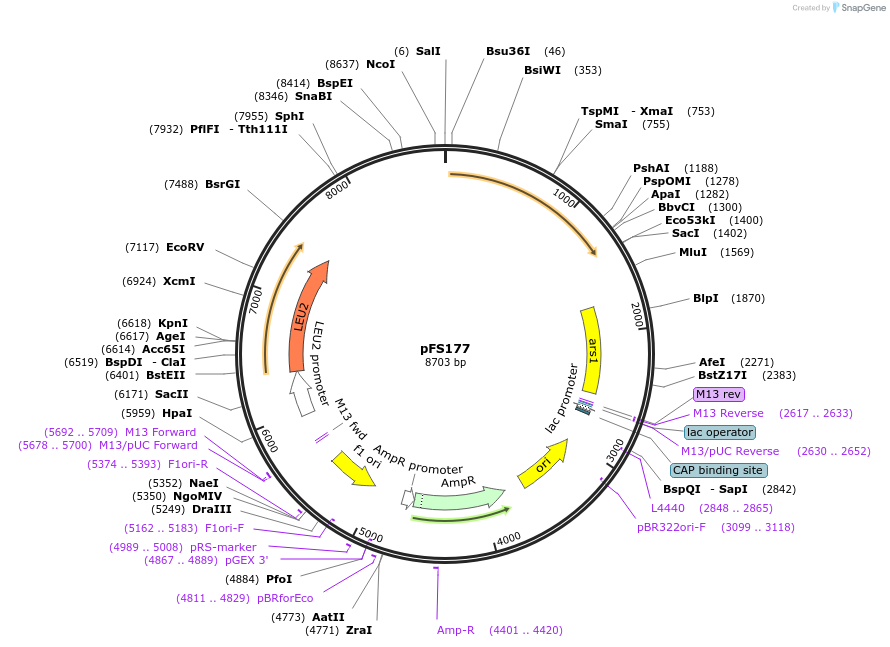 12380-plasmid-map-sequence-id-7289