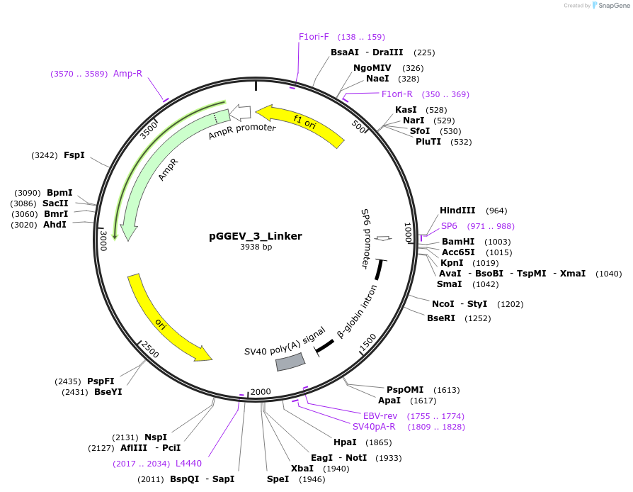49283-plasmid-map-sequence-id-72915