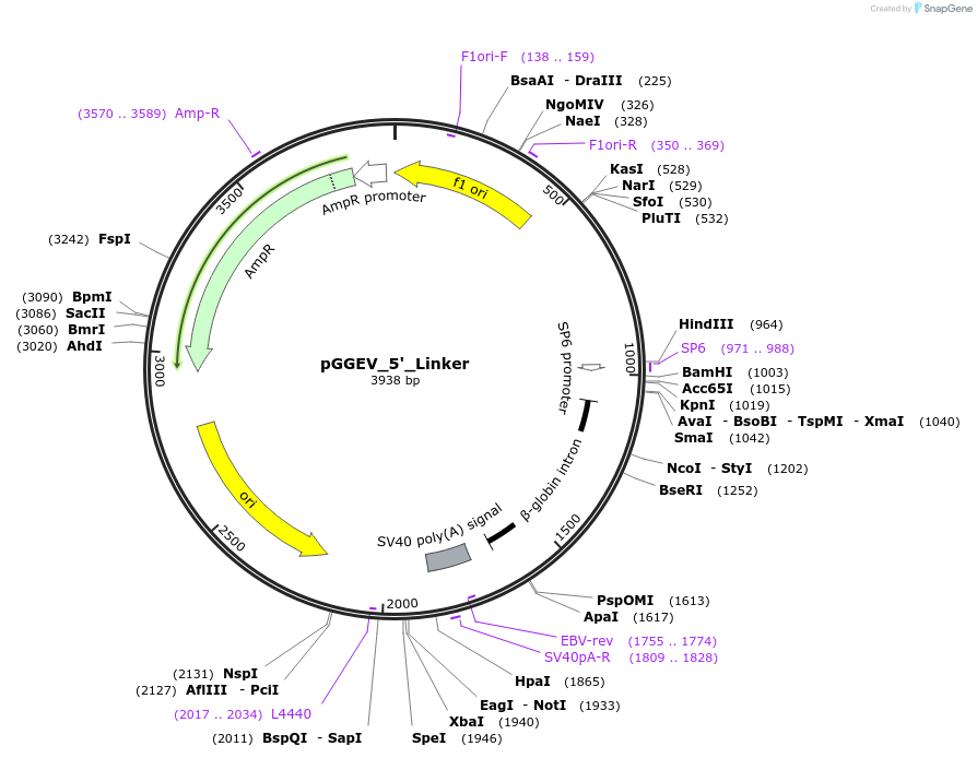49291-plasmid-map-sequence-id-72923