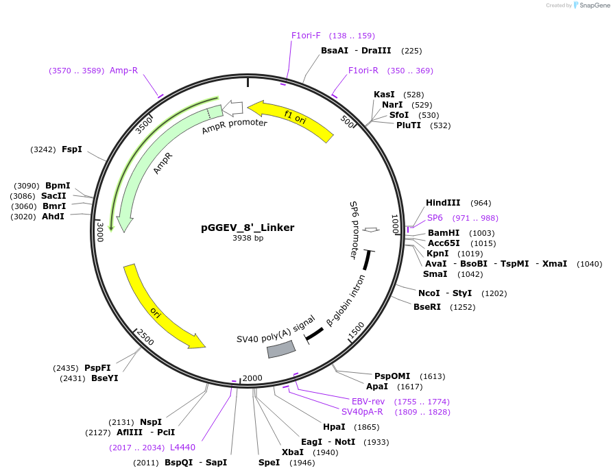 49294-plasmid-map-sequence-id-72926
