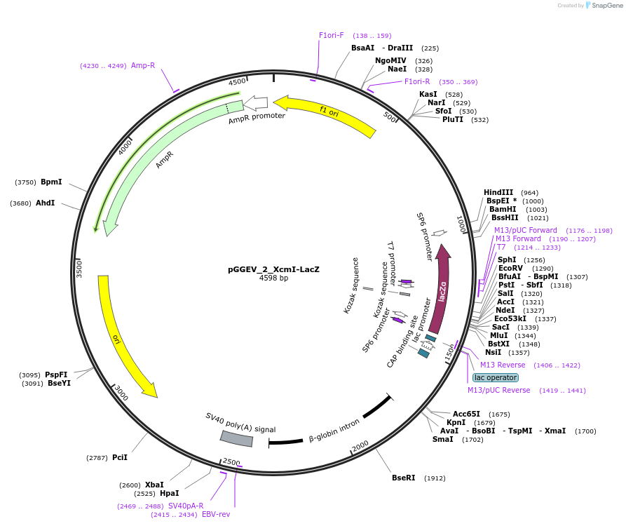 49297-plasmid-map-sequence-id-72929