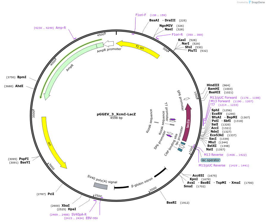 49298-plasmid-map-sequence-id-72930