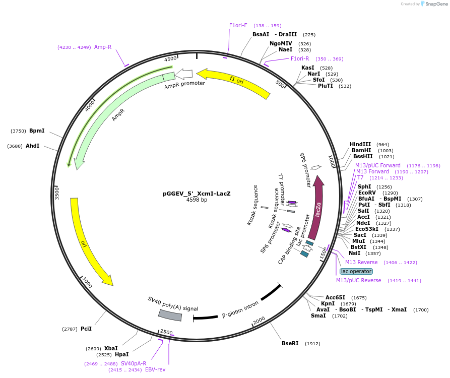 49306-plasmid-map-sequence-id-72938