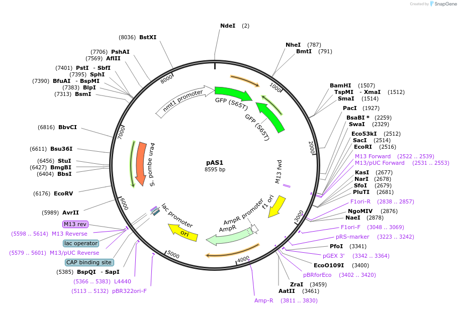12388-plasmid-map-sequence-id-7294