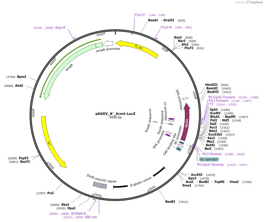 49309-plasmid-map-sequence-id-72941