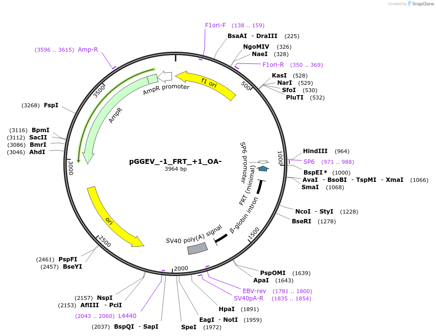 49310-plasmid-map-sequence-id-72942