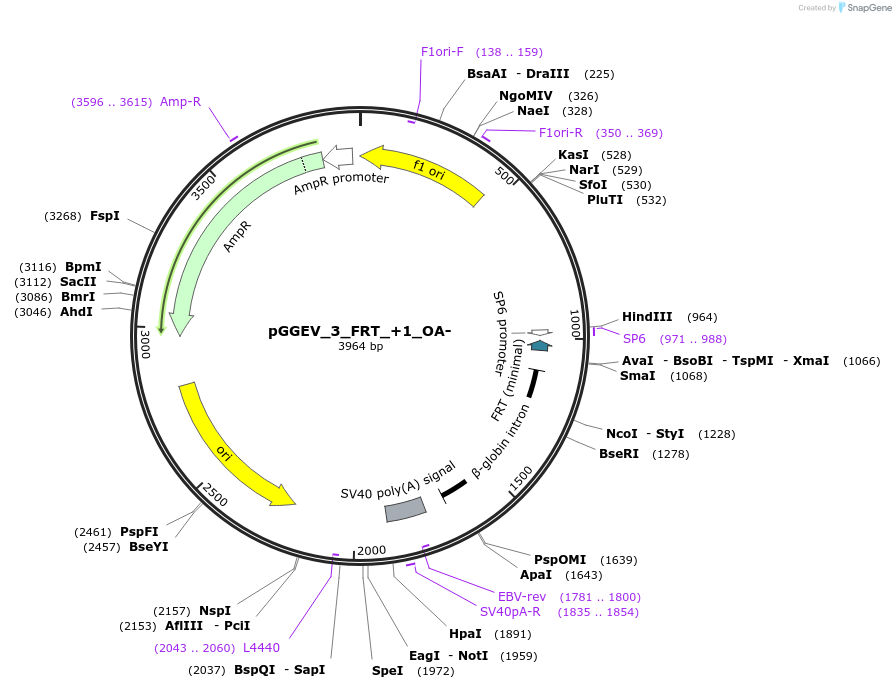 49311-plasmid-map-sequence-id-72943