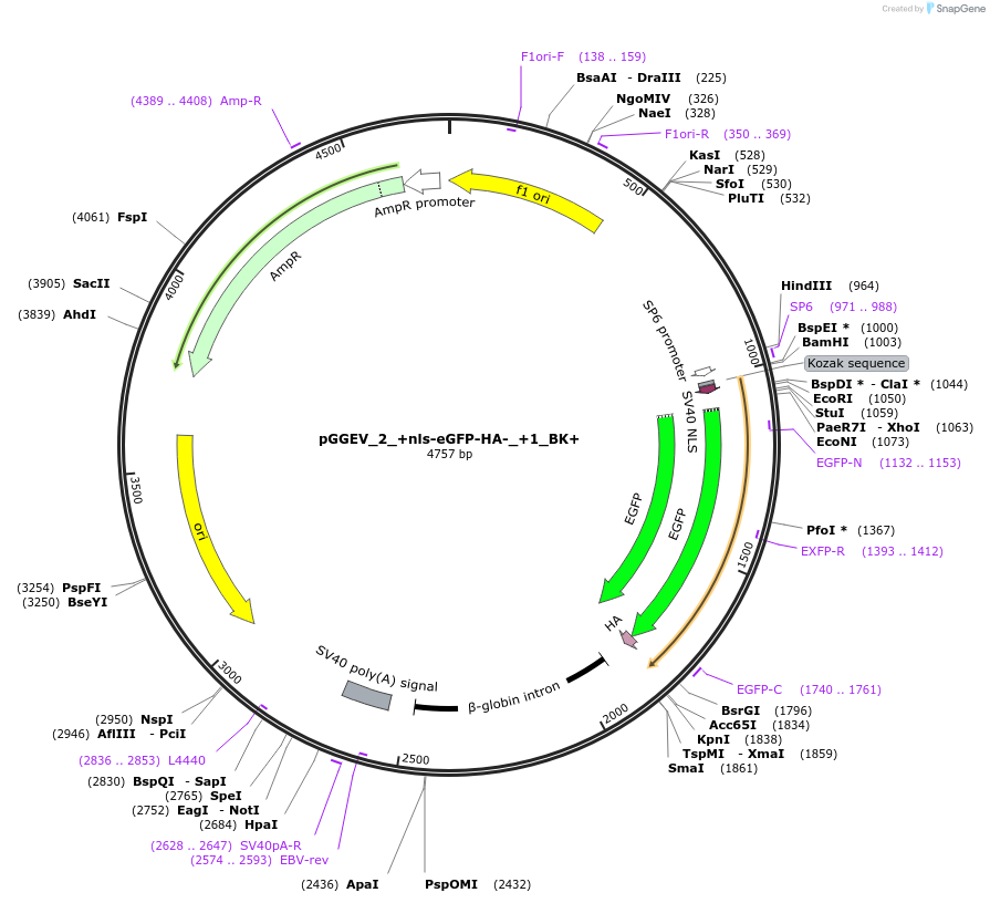 49312-plasmid-map-sequence-id-72944