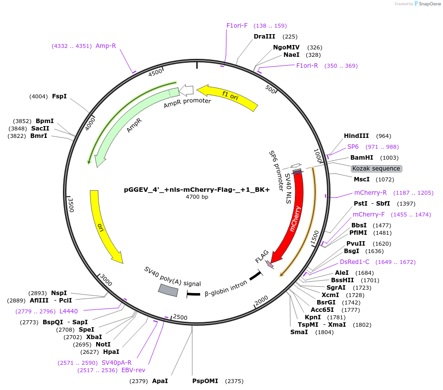 49313-plasmid-map-sequence-id-72945