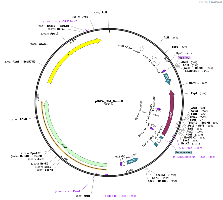 49315-plasmid-map-sequence-id-72947