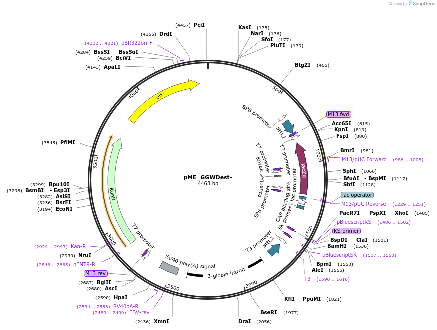 49320-plasmid-map-sequence-id-72952
