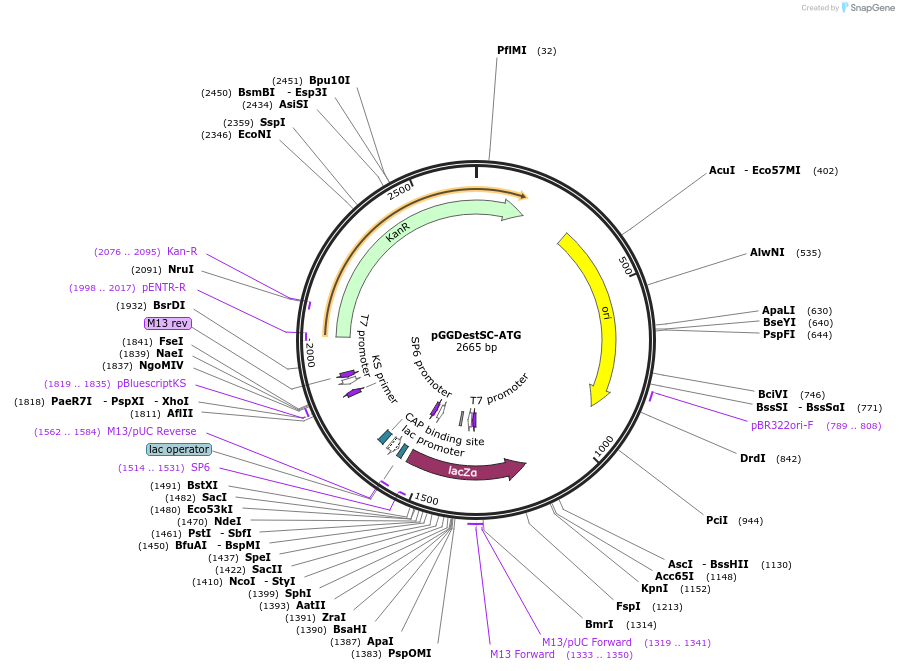 49322-plasmid-map-sequence-id-72954