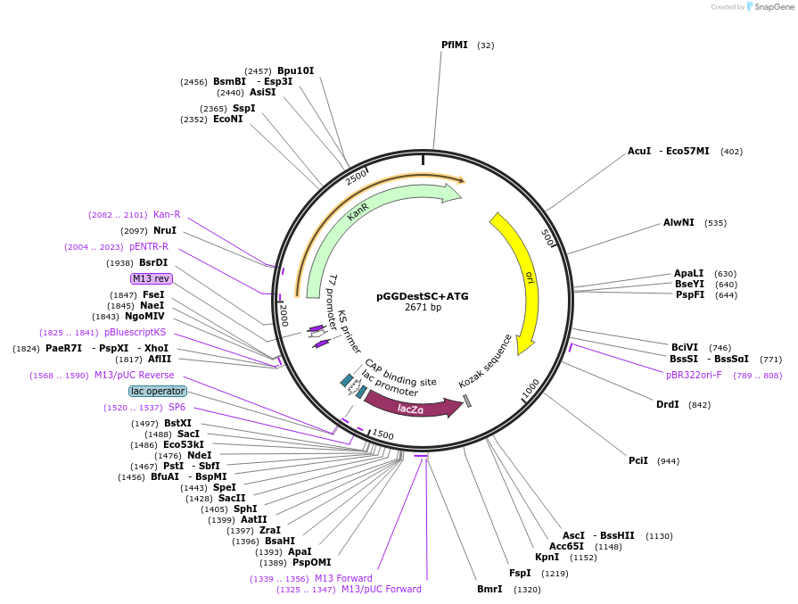 49323-plasmid-map-sequence-id-72955
