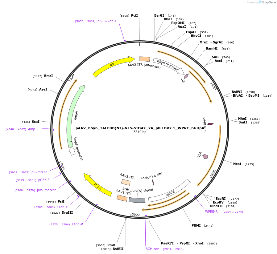 72981_map