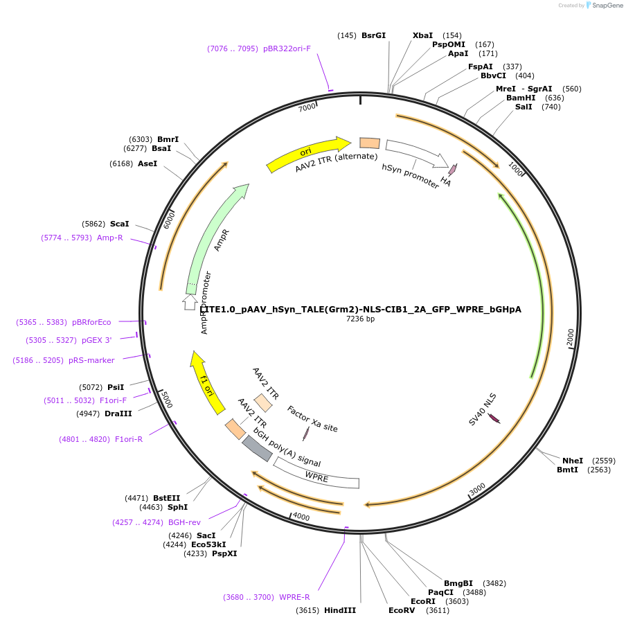 47453-plasmid-map-sequence-id-72982