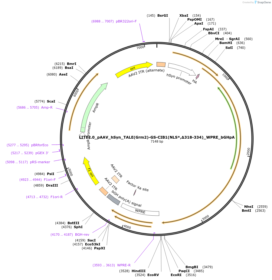 47456-plasmid-map-sequence-id-72983