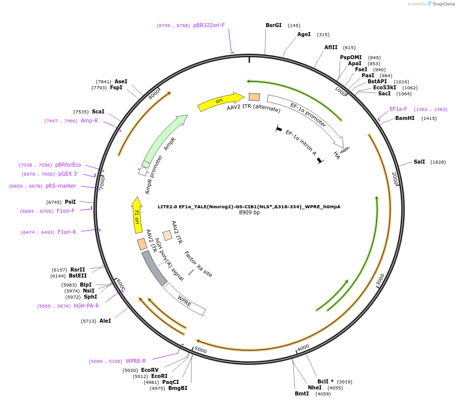 47458-plasmid-map-sequence-id-72985