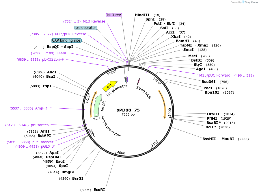 1462-plasmid-map-sequence-id-73