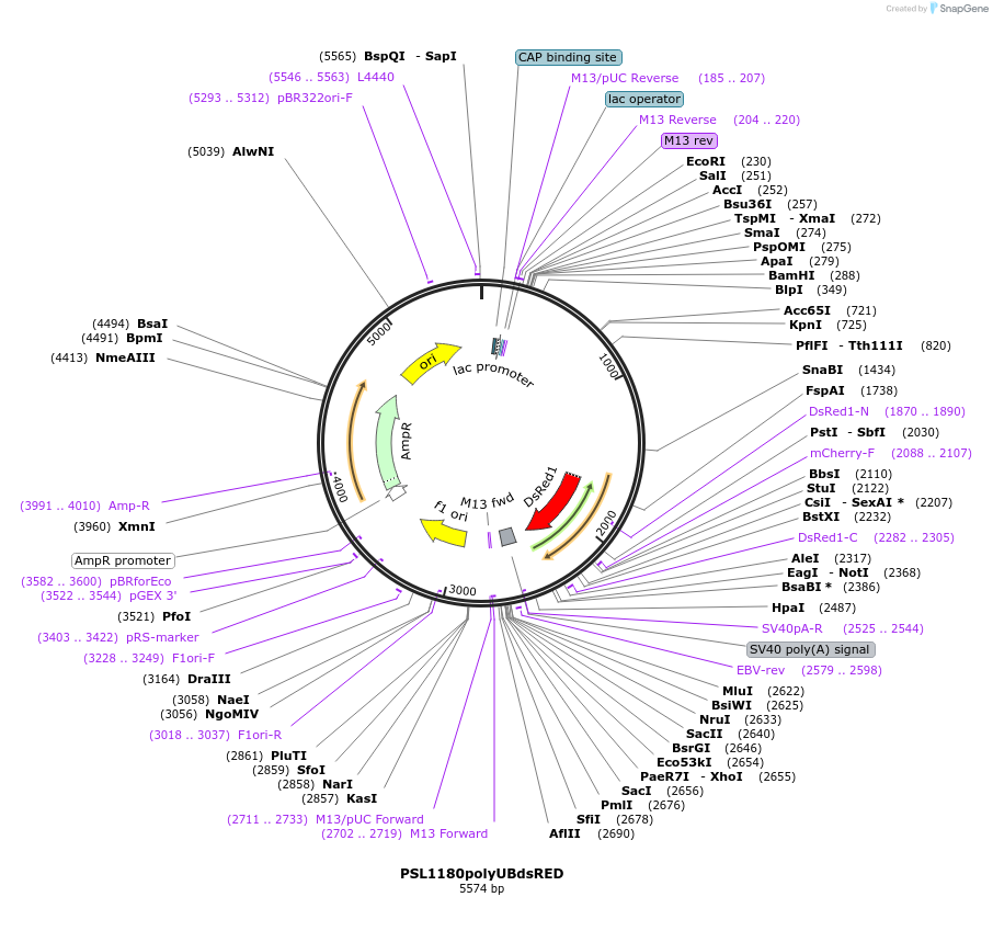 49327-plasmid-map-sequence-id-73022