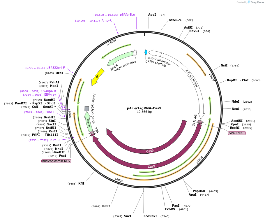 49331-plasmid-map-sequence-id-73066
