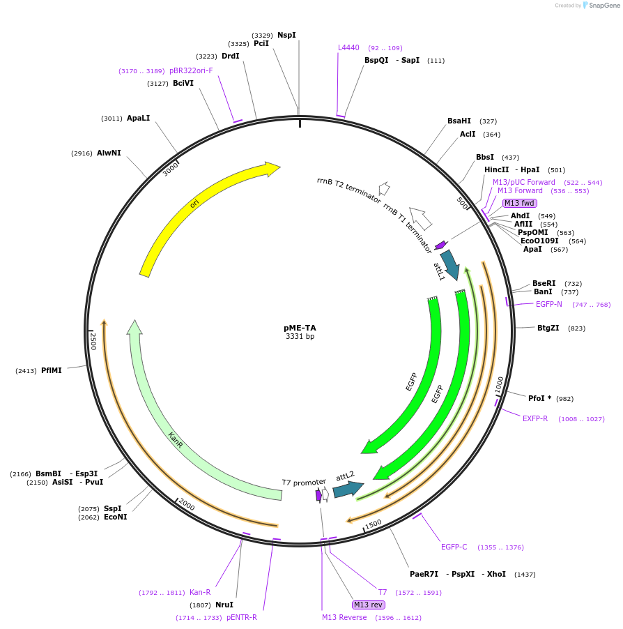 49337-plasmid-map-sequence-id-73126