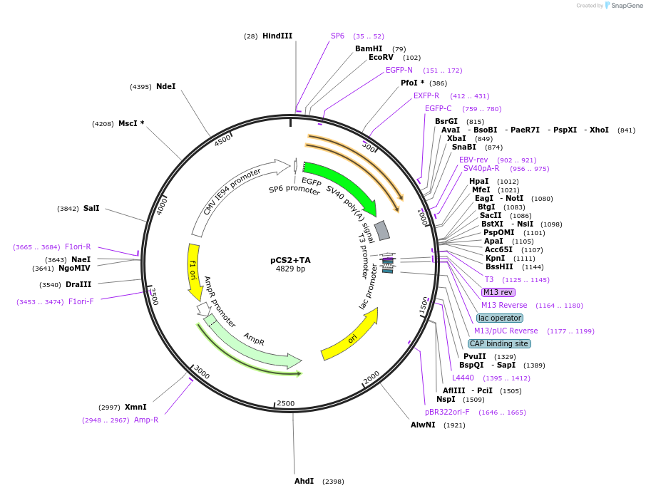 49338-plasmid-map-sequence-id-73127