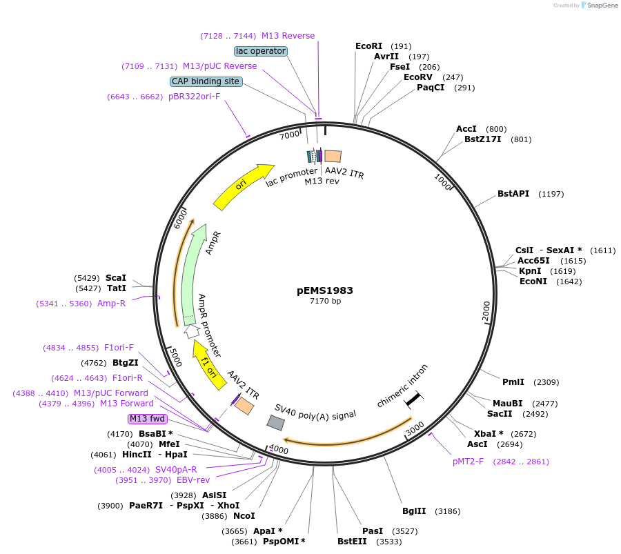 49114-plasmid-map-sequence-id-73212