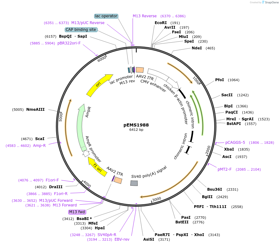 49119-plasmid-map-sequence-id-73217