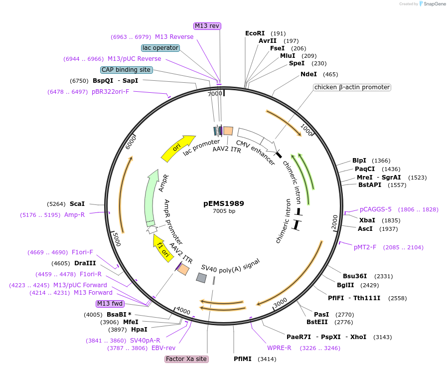 49120-plasmid-map-sequence-id-73218