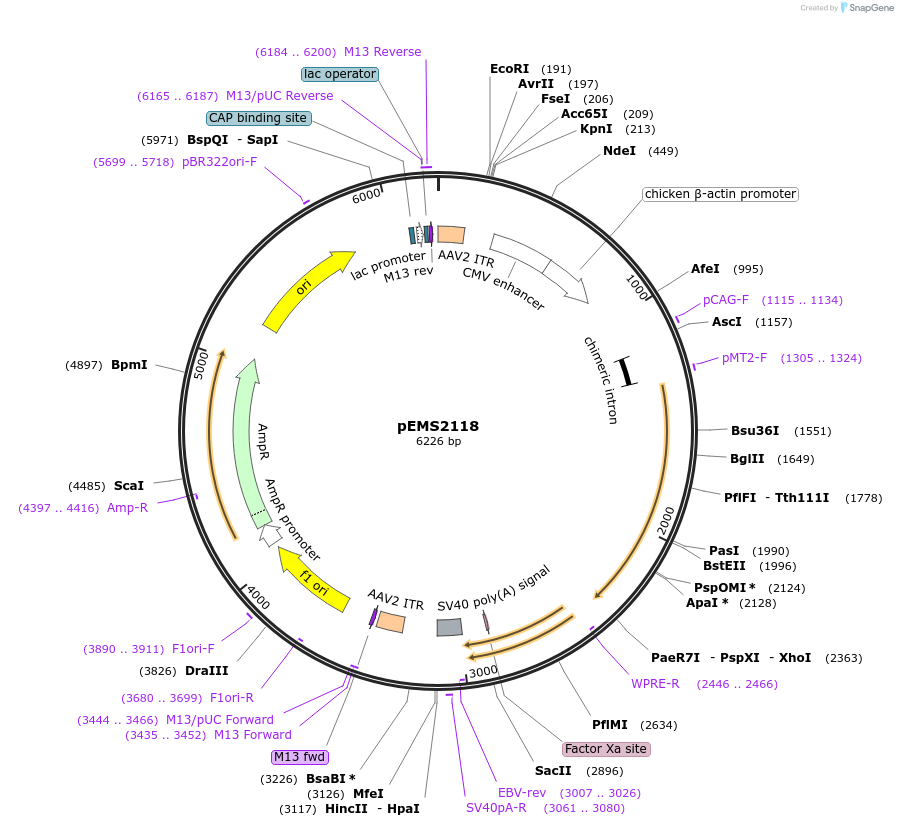 49143-plasmid-map-sequence-id-73245