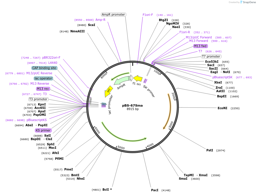 49342-plasmid-map-sequence-id-73246