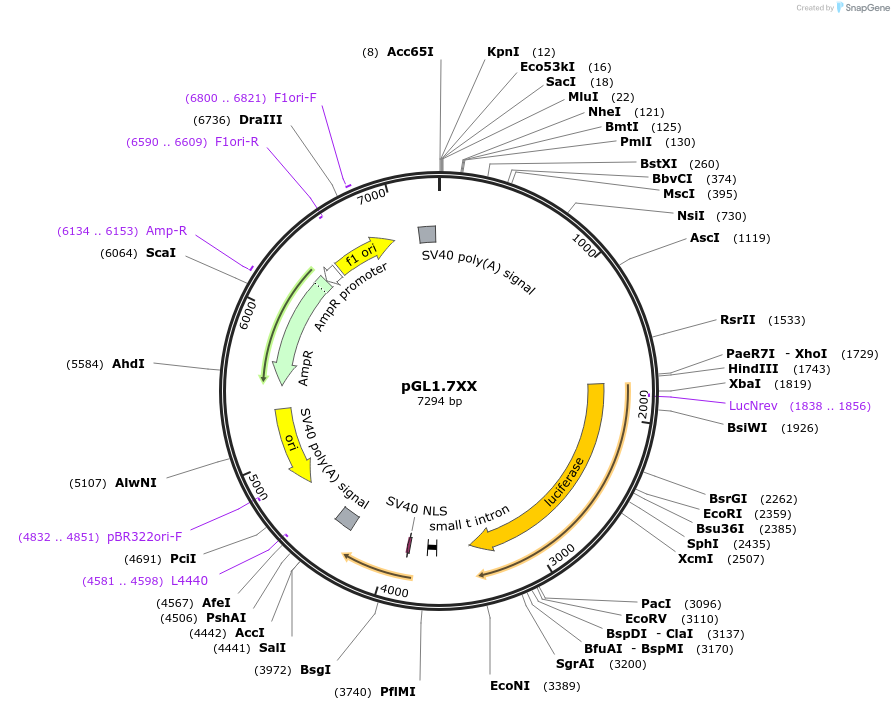 49344-plasmid-map-sequence-id-73264