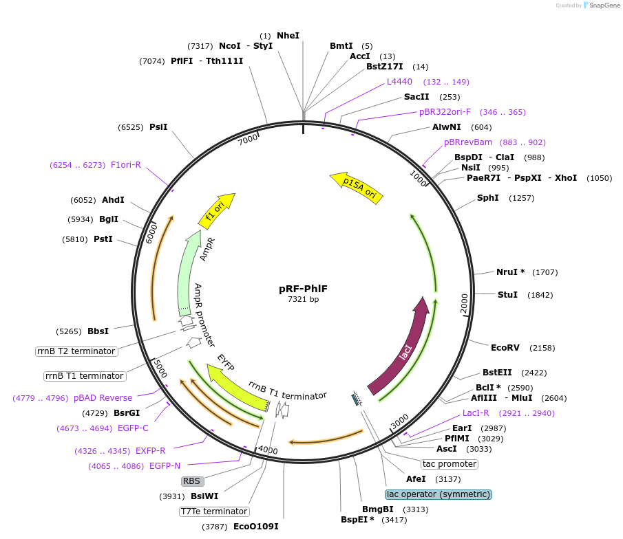 49367-plasmid-map-sequence-id-73330